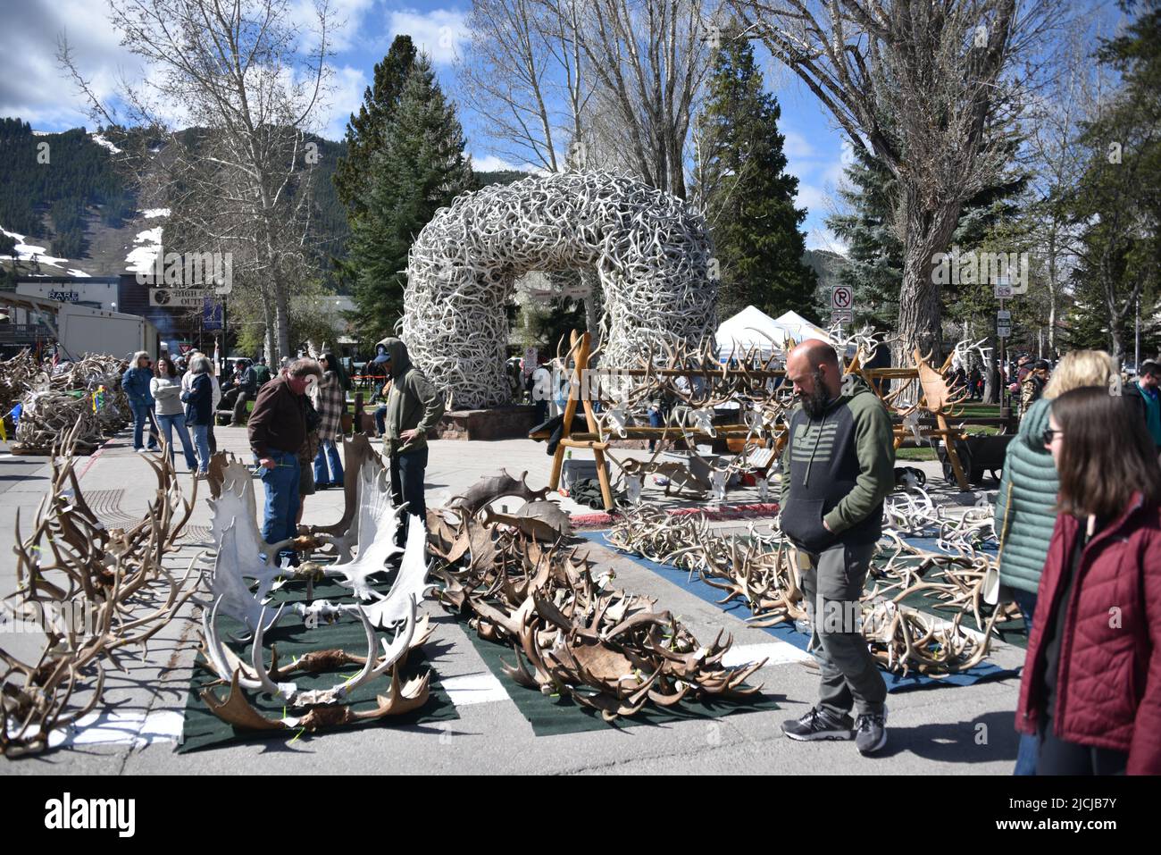 Jackson, WY. USA. 5/21/2022. Boy Scouts of America annual elk and moose