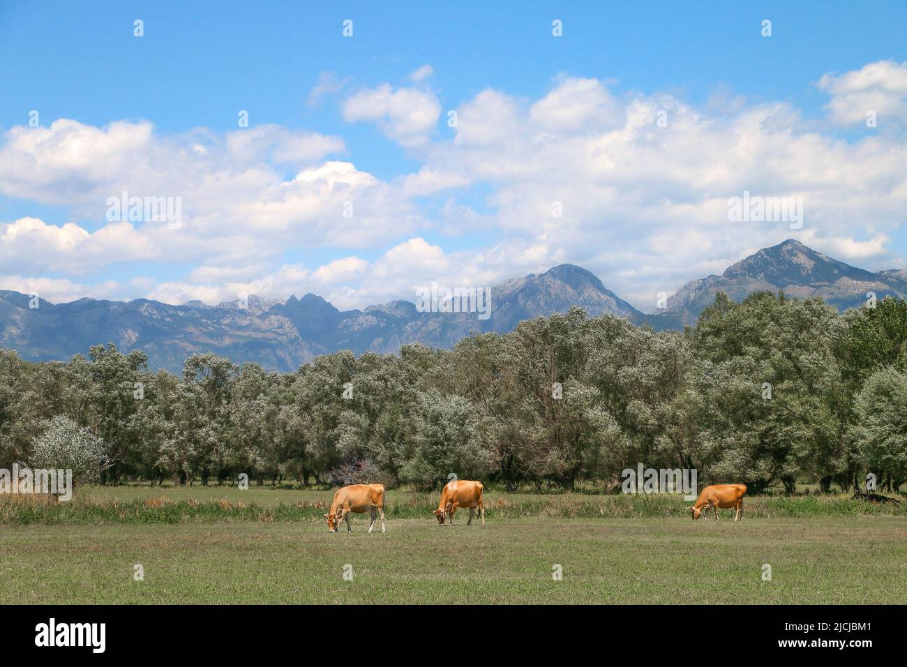 Lake Skadar, Albania - 28.07.2017: Three orange cows are grazing at the meadow near the Lake Skadar in Albania, with the green trees, blue mountains a Stock Photo