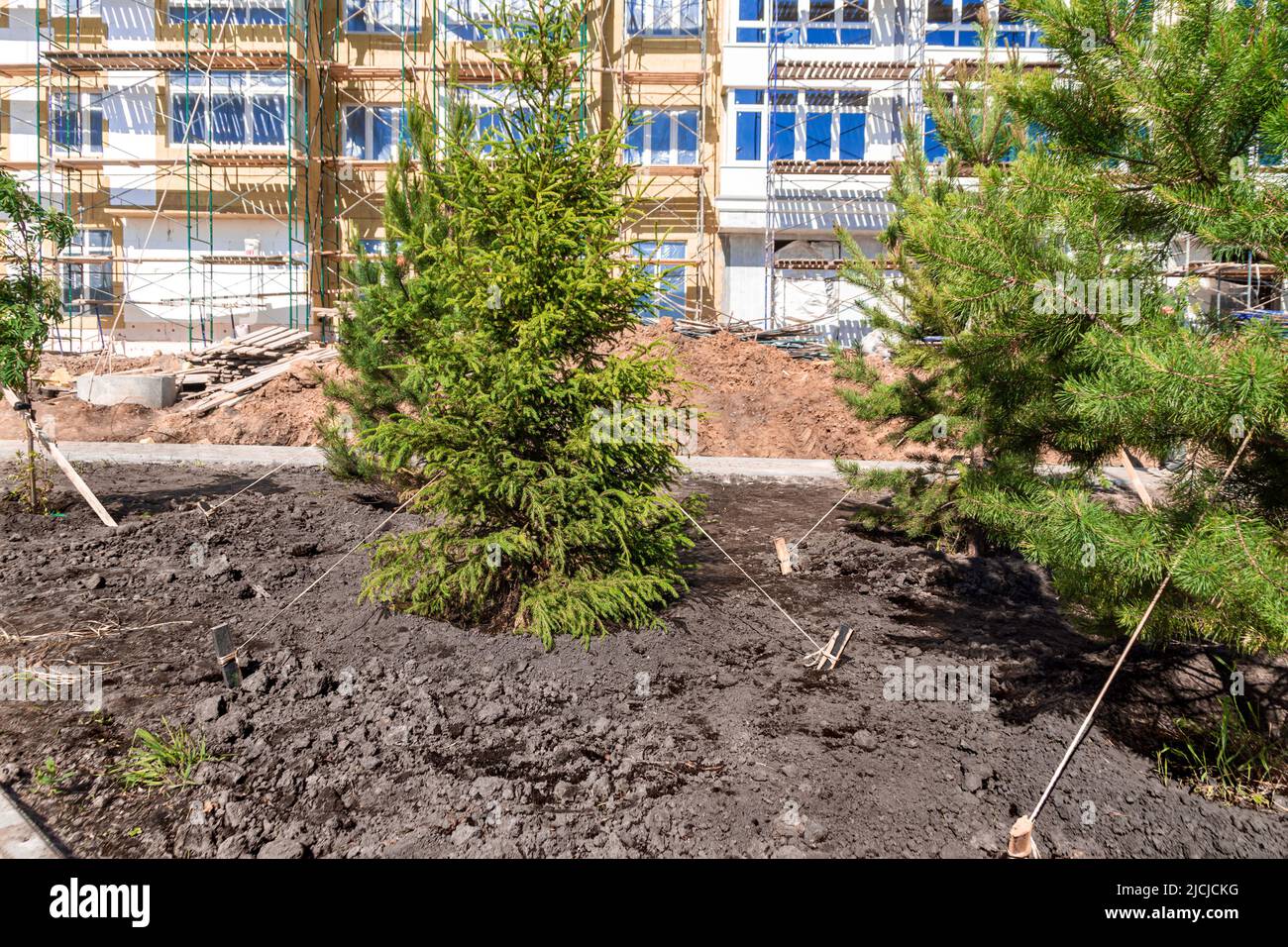 landscaping of the courtyard area of residential buildings under construction and planting coniferous trees brought from the nursery, selective focus Stock Photo