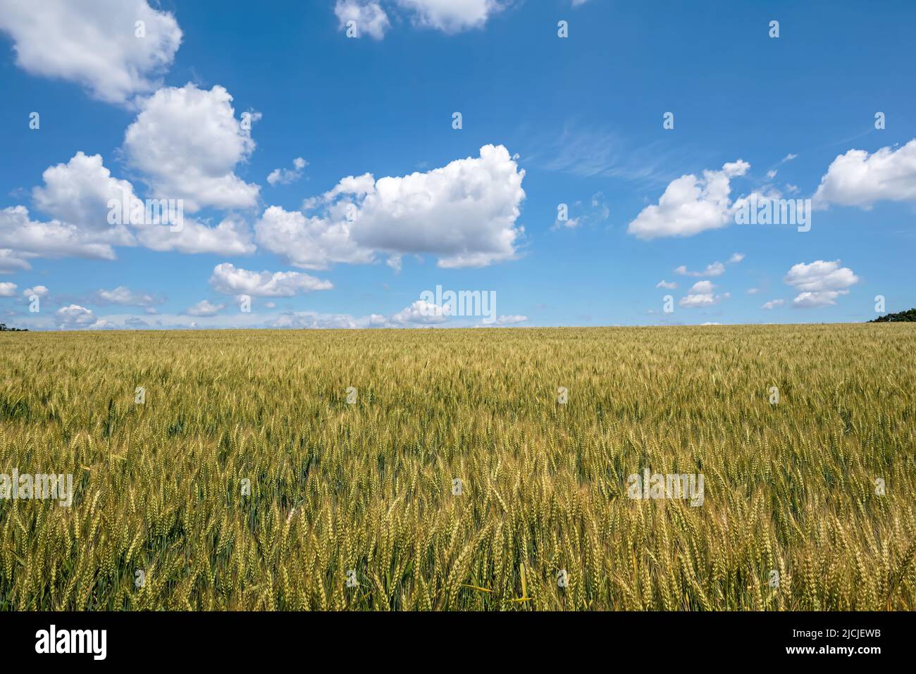 Wheat field in the early morning sun. The field is on a rural farm in the USA. It is a grass widely cultivated for its seed, a cereal grain Stock Photo
