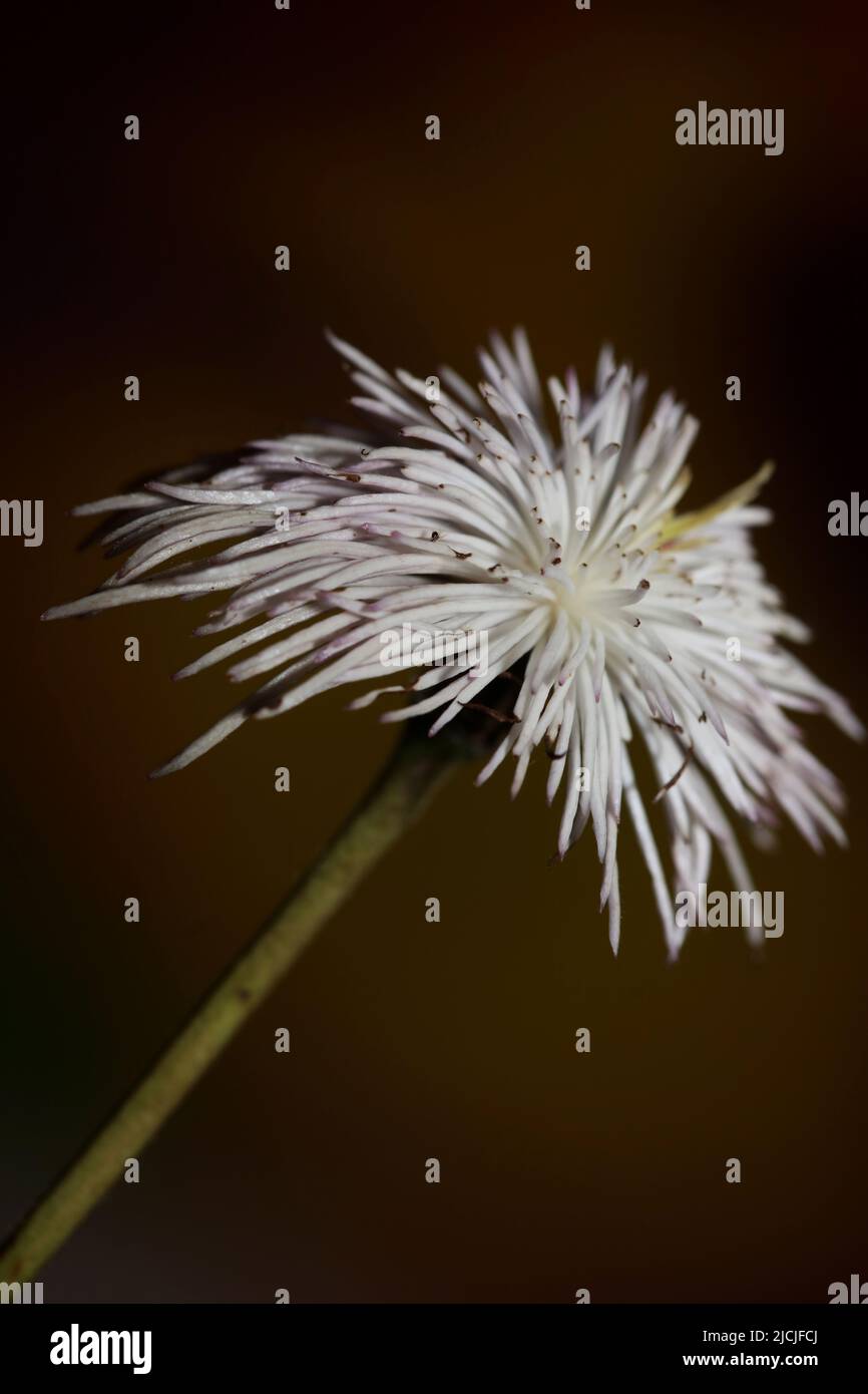 White flower blossoming close up botanical background clematis viticella family ranunculaceae big size high quality prints Stock Photo