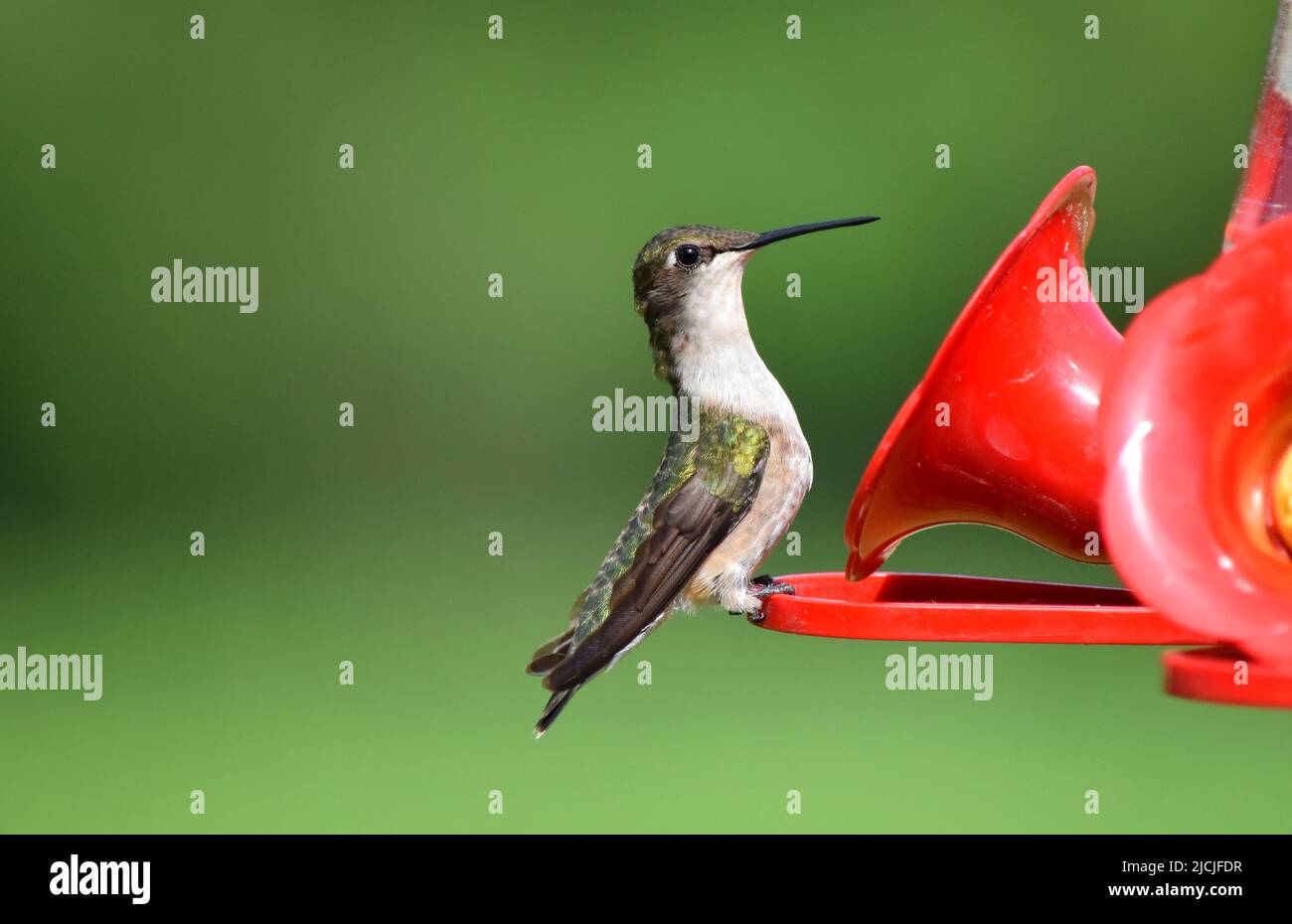 Humming bird at a feeder hi-res stock photography and images - Alamy
