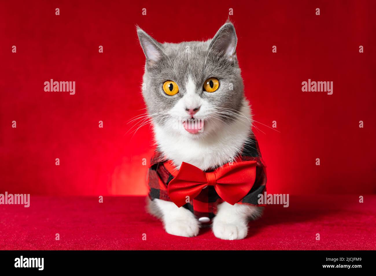 a cute british shorthair cat wearing plaid shirt with bow tie with ...