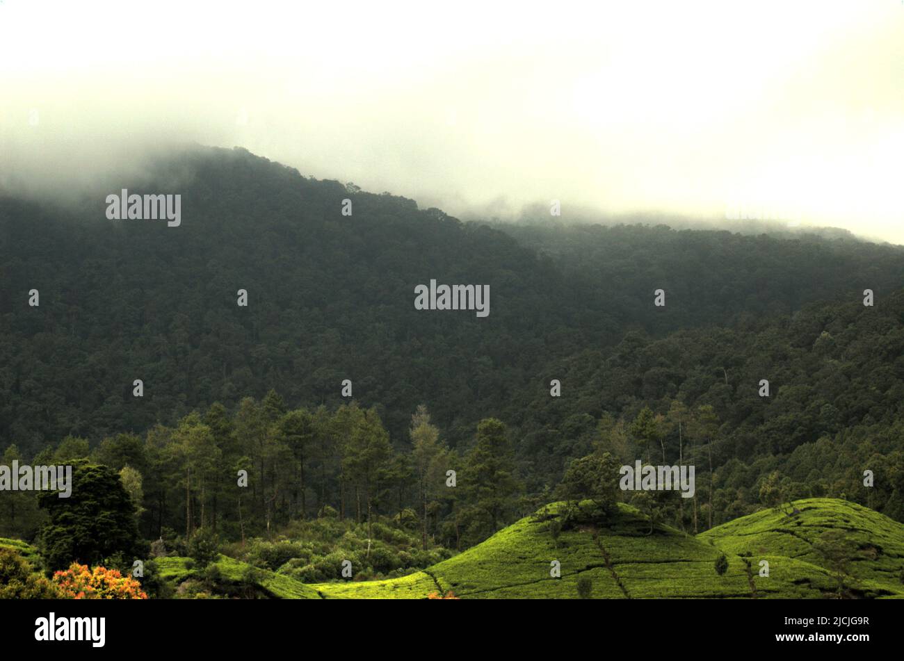 Tea plantation landscape below Mount Patuha volcano in Ciwidey, Bandung, West Java, Indonesia. Stock Photo