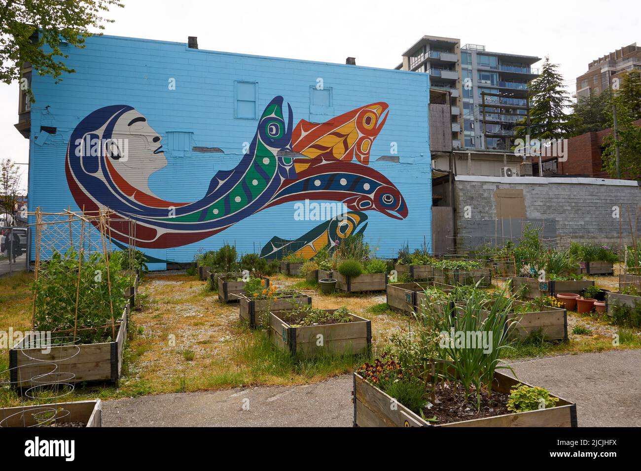 A community garden in the South Granville neighbourhood of Vancouver, BC, Canada Stock Photo