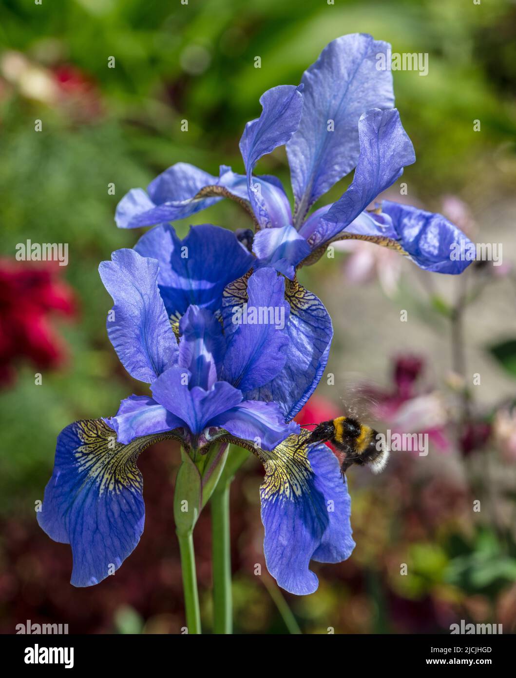 B terrestris hi-res stock photography and images - Alamy