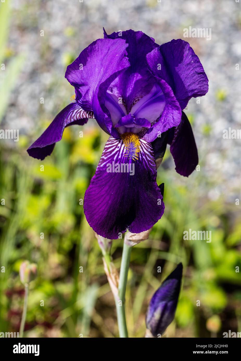 'Joanna' Tall Bearded Iris, Tyskiris (Iris germanica) Stock Photo