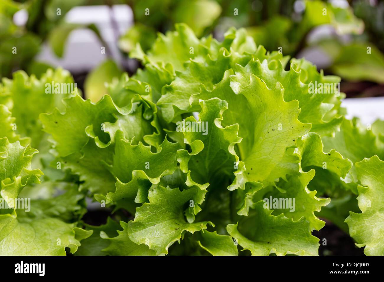 'Great Lakes 659' Lettuce, Sallat (Lactuca sativa) Stock Photo