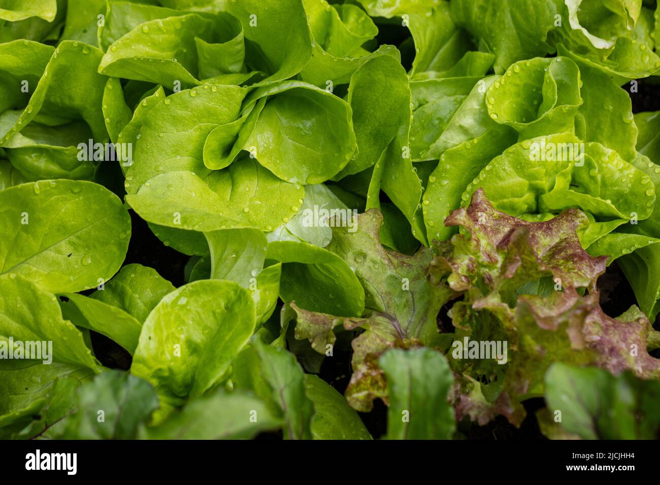 'Kagraner Sommer 2' Lettuce, Sallat (Lactuca sativa) Stock Photo