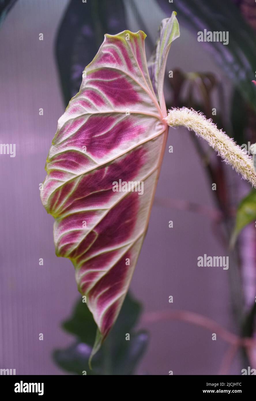 philodendron kaufen holland Großer Philodendron scandens main image 0