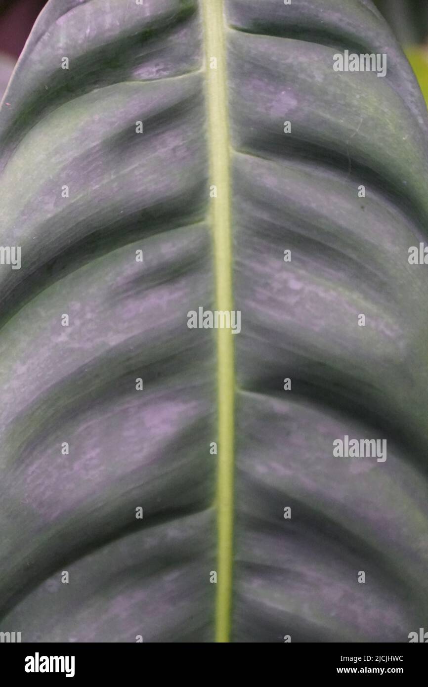 Closeup of the rippled leaf of Philodendron Patriciae, a rare houseplant collector Stock Photo