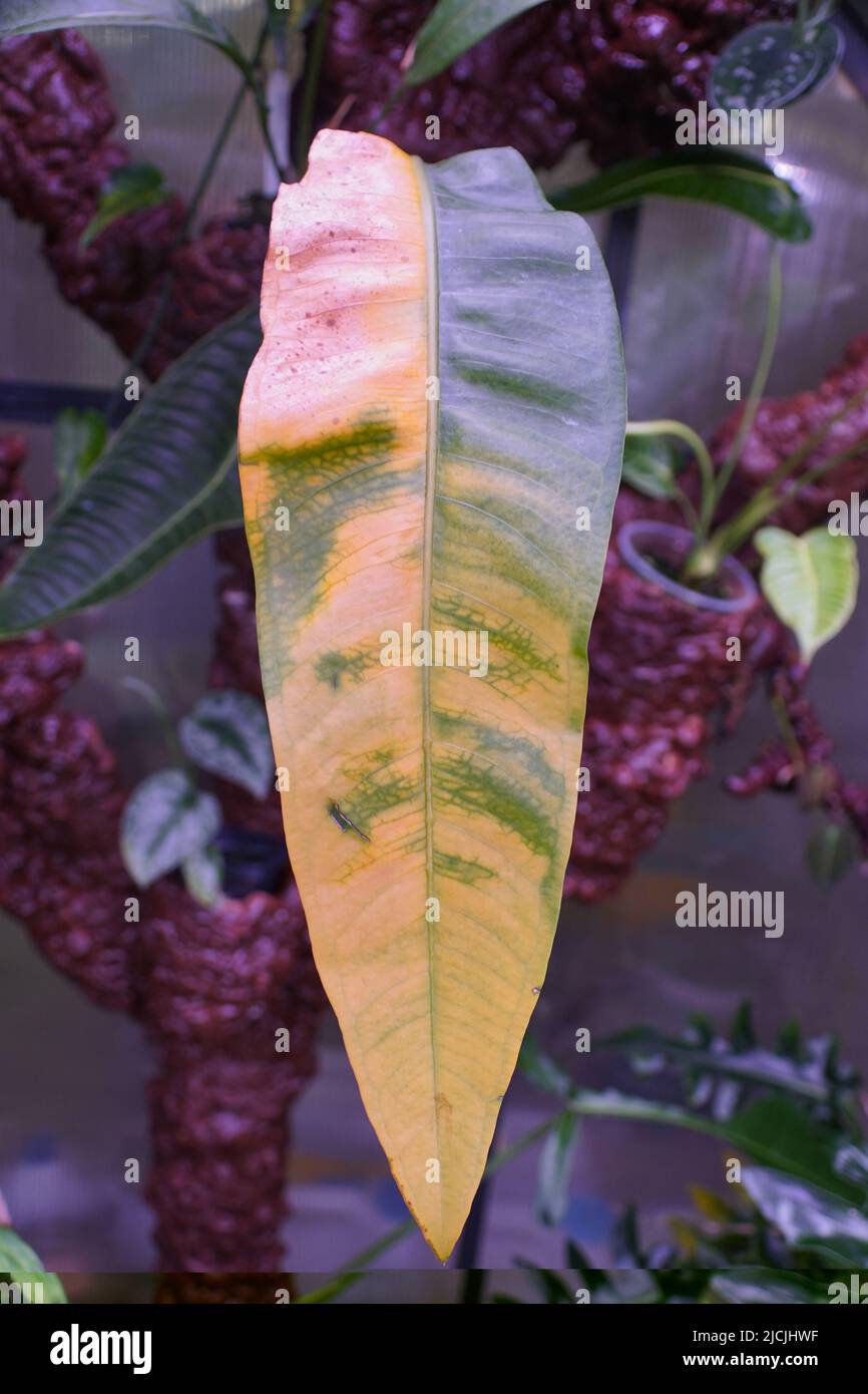 Closeup of a long yellowing leaf of Anthurium Coriaceum San Juan Stock  Photo - Alamy