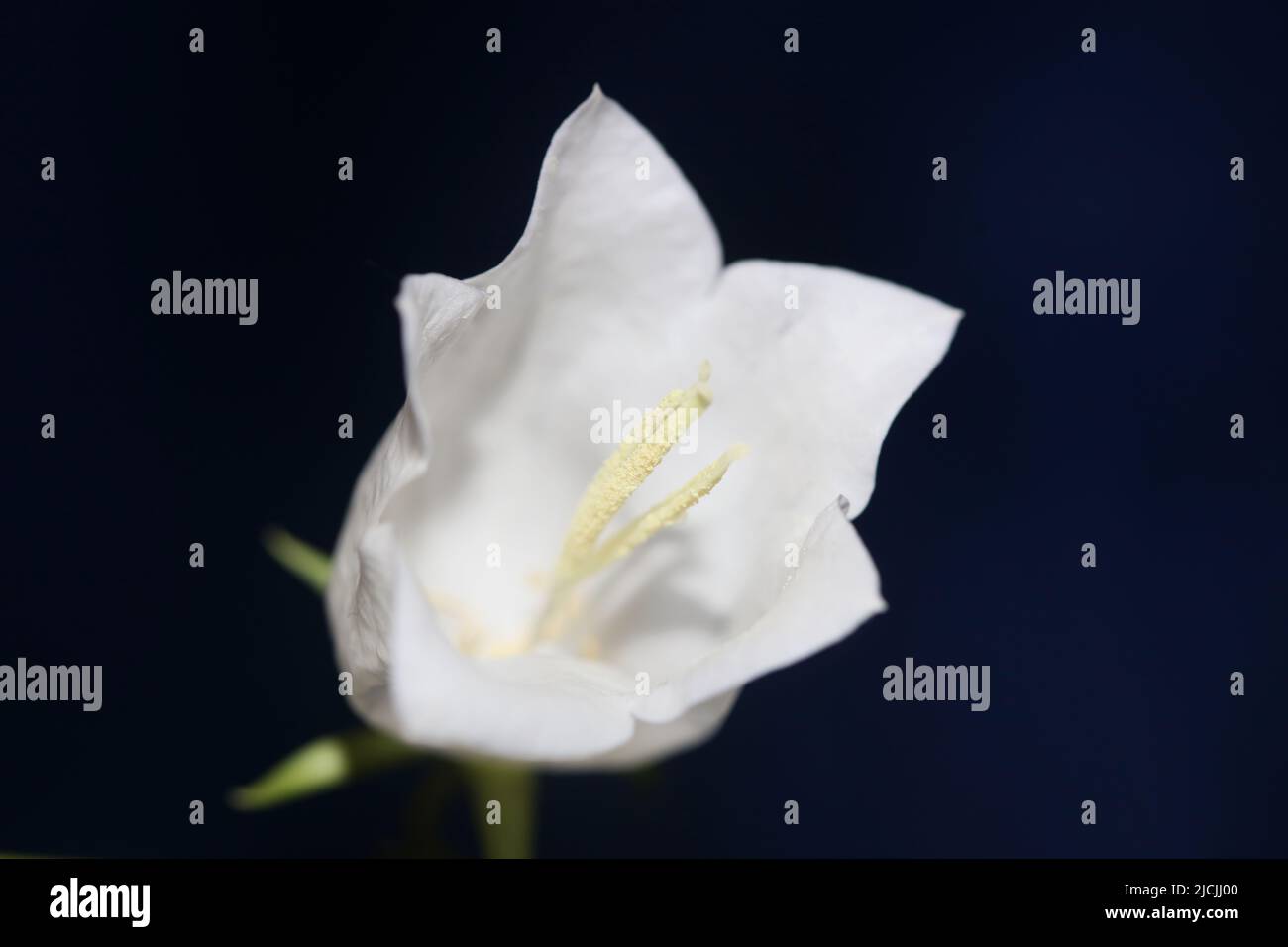 White flower blossoming close up Campanula persicifolia family campanulaceae high quality big size print shop wall posters home decor natural plant Stock Photo