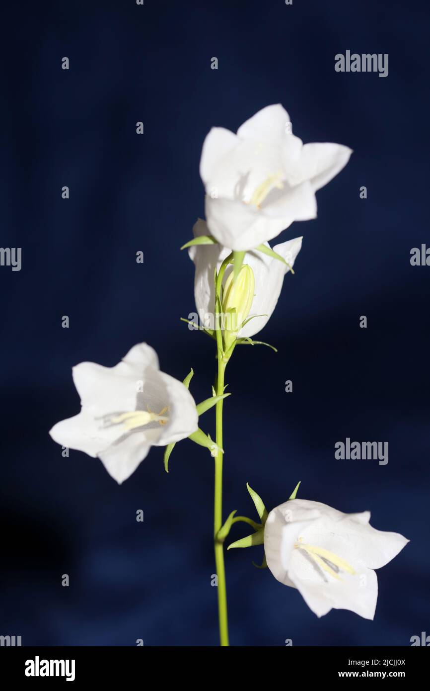 White flower blossoming close up Campanula persicifolia family campanulaceae high quality big size print shop wall posters home decor natural plant Stock Photo