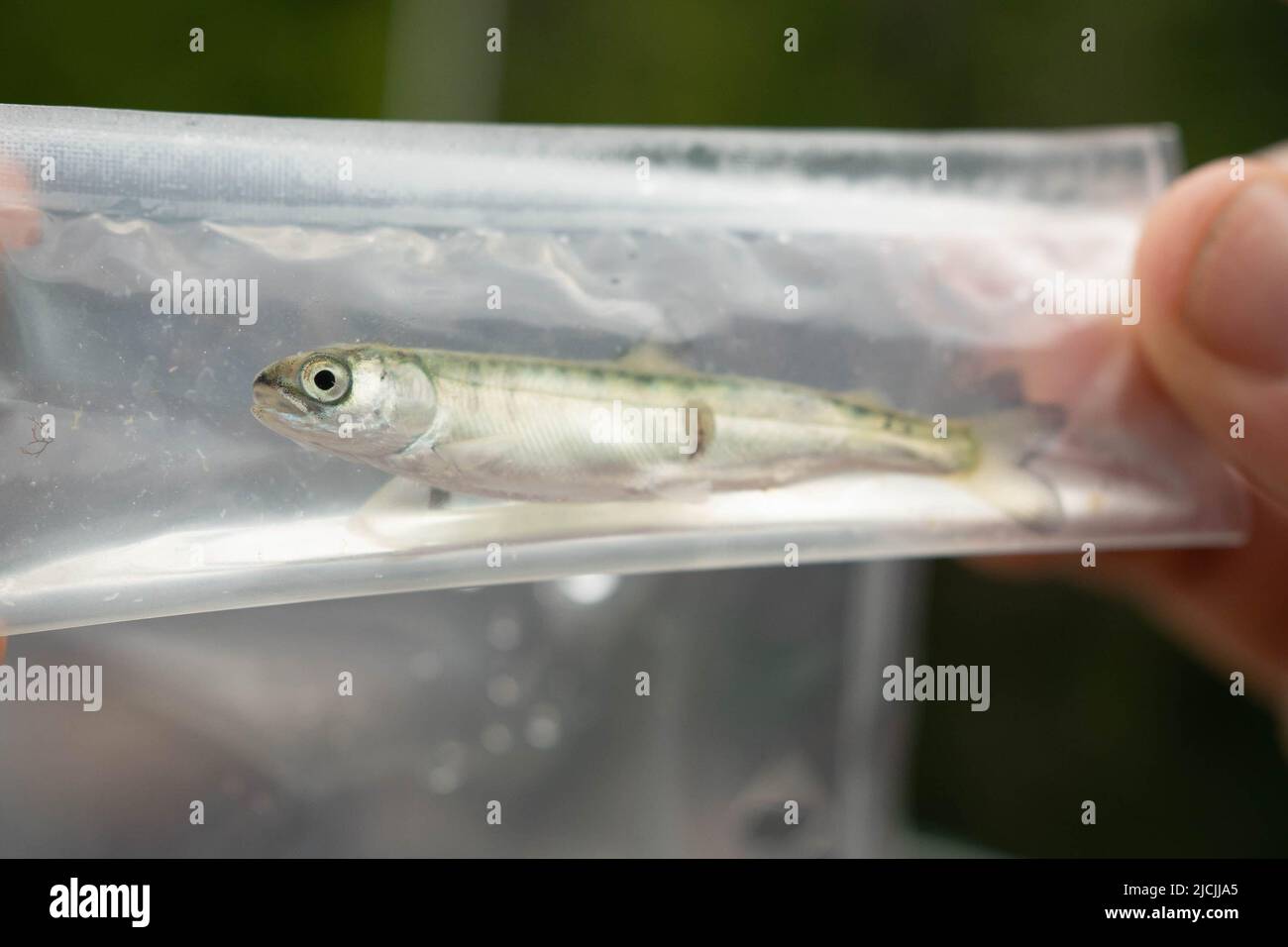 Young Coho salmon infected with sea louse. Stock Photo