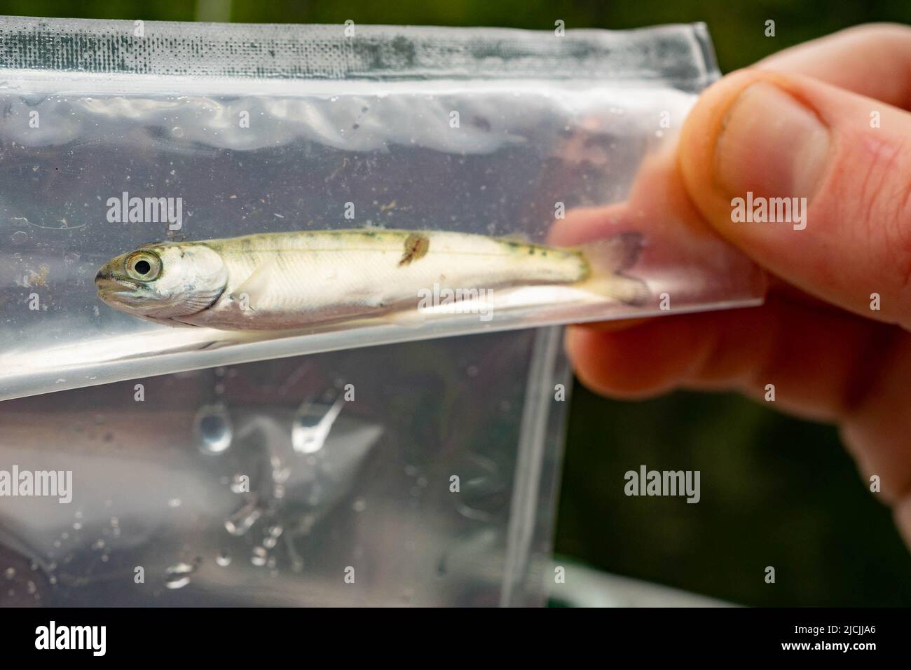 Young salmon infected with sea louse. Stock Photo