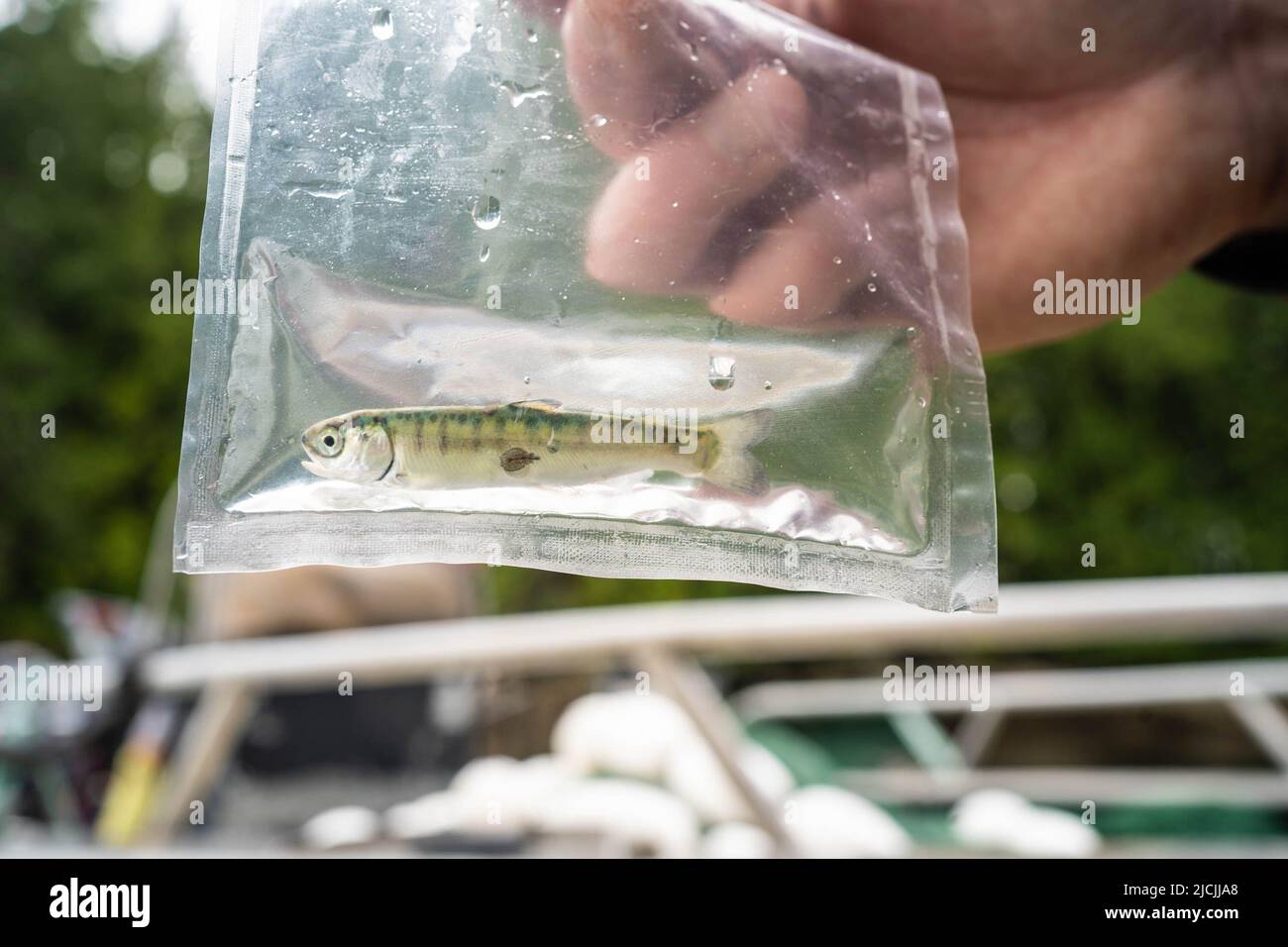 Young pink salmon with a large sea louse attached to its body. Stock Photo