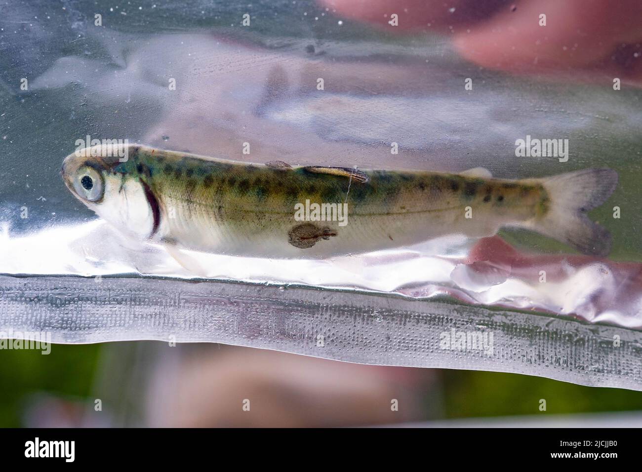 Juvenile salmon infested with sea lice in the Northeast coast of Vancouver island. Stock Photo