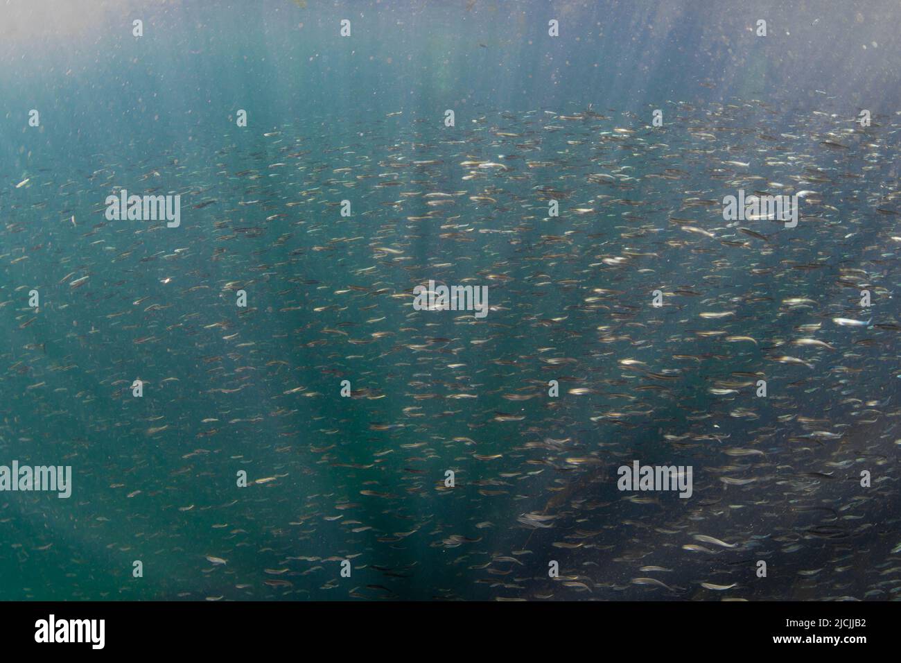 Large school of juvenile Pink salmon in the Campbell river, in Northwest Coast of Vancouver island. Stock Photo