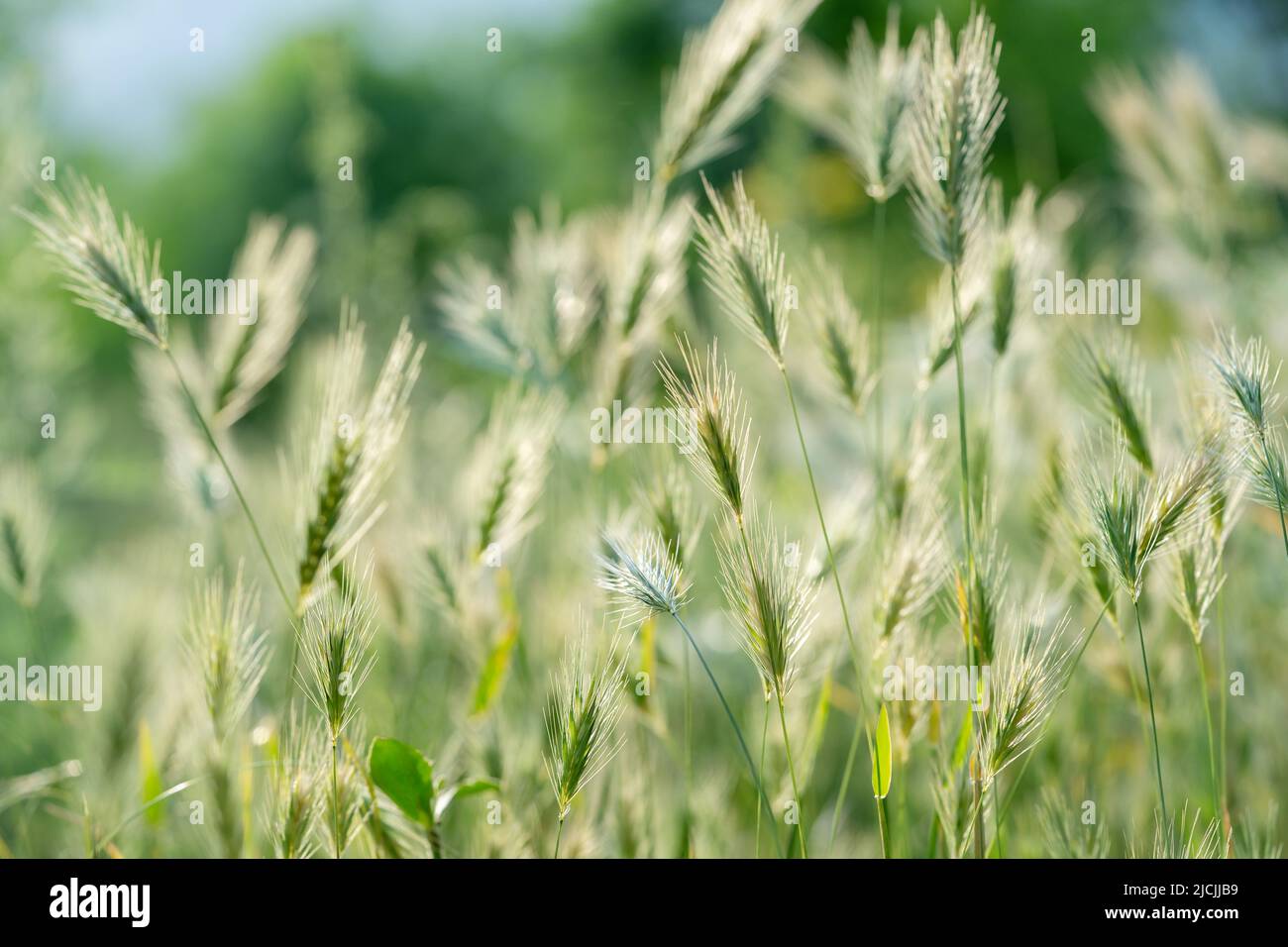 Closeup of ears of wild cereal crops at daylight sway in wind. Sunlit decorative green grass. Stock Photo