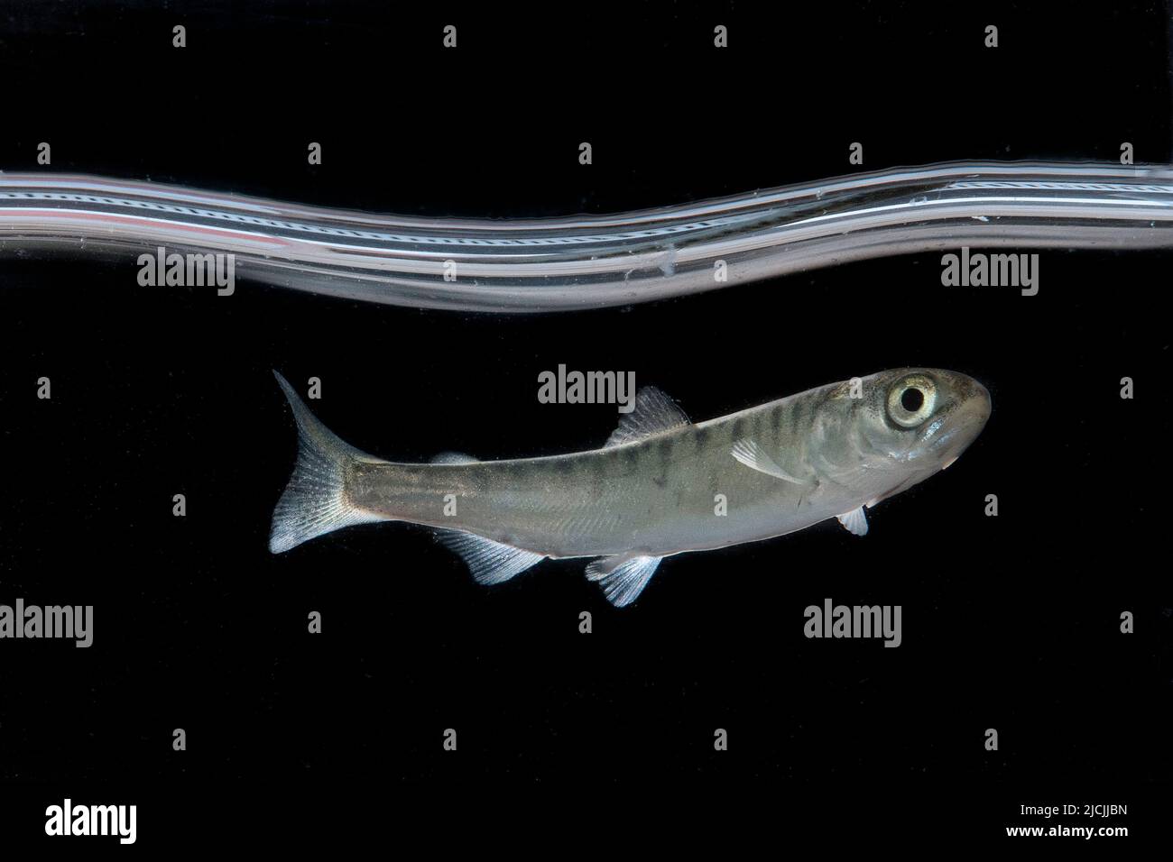 Young Pink Salmon smolt. Stock Photo