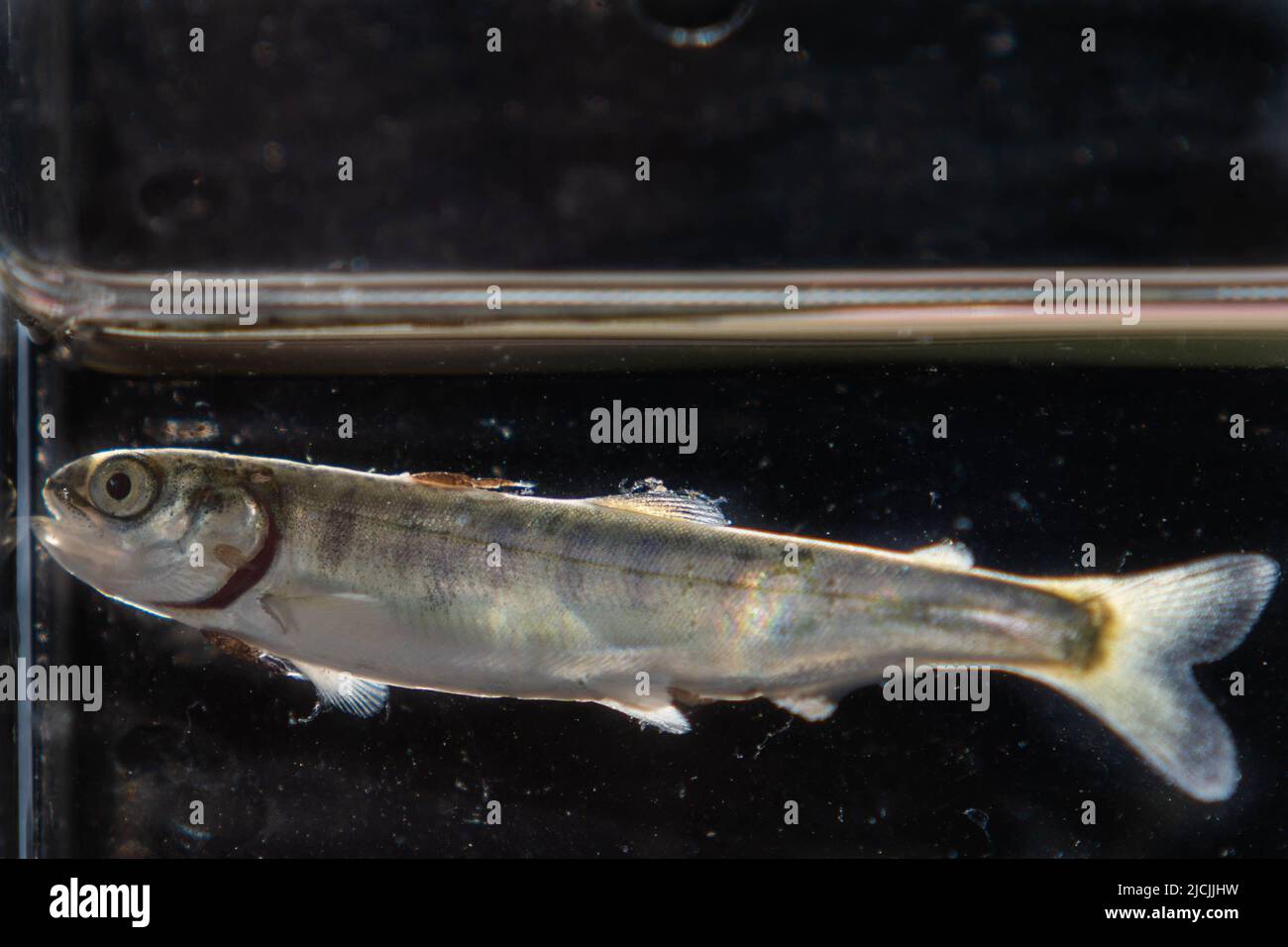 Juvenile Pink Salmon infested with sea louse in the Broughton Archipelago. Stock Photo