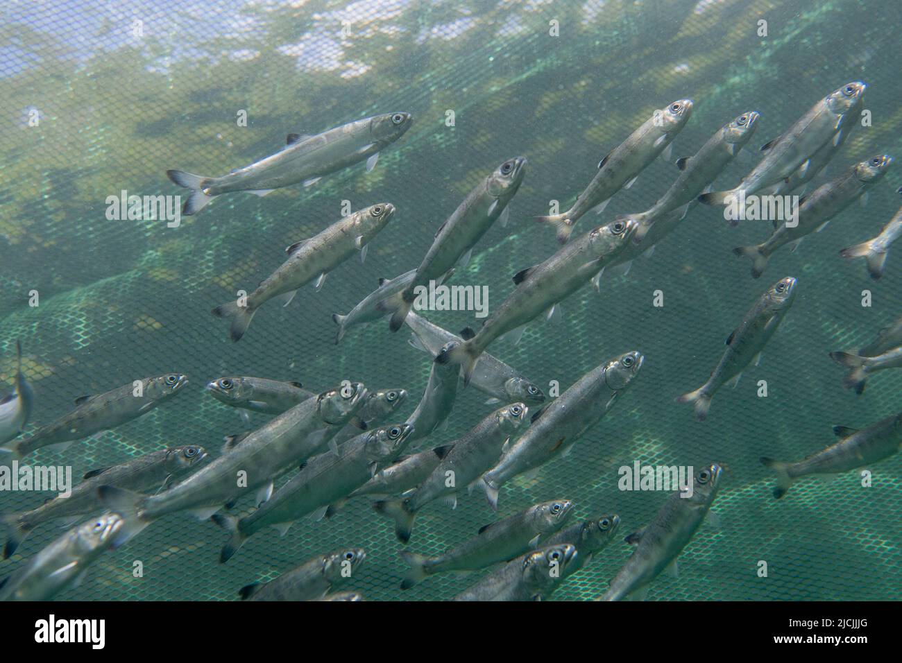 Juvenil Salmon in the Broughton Archipelago. Stock Photo