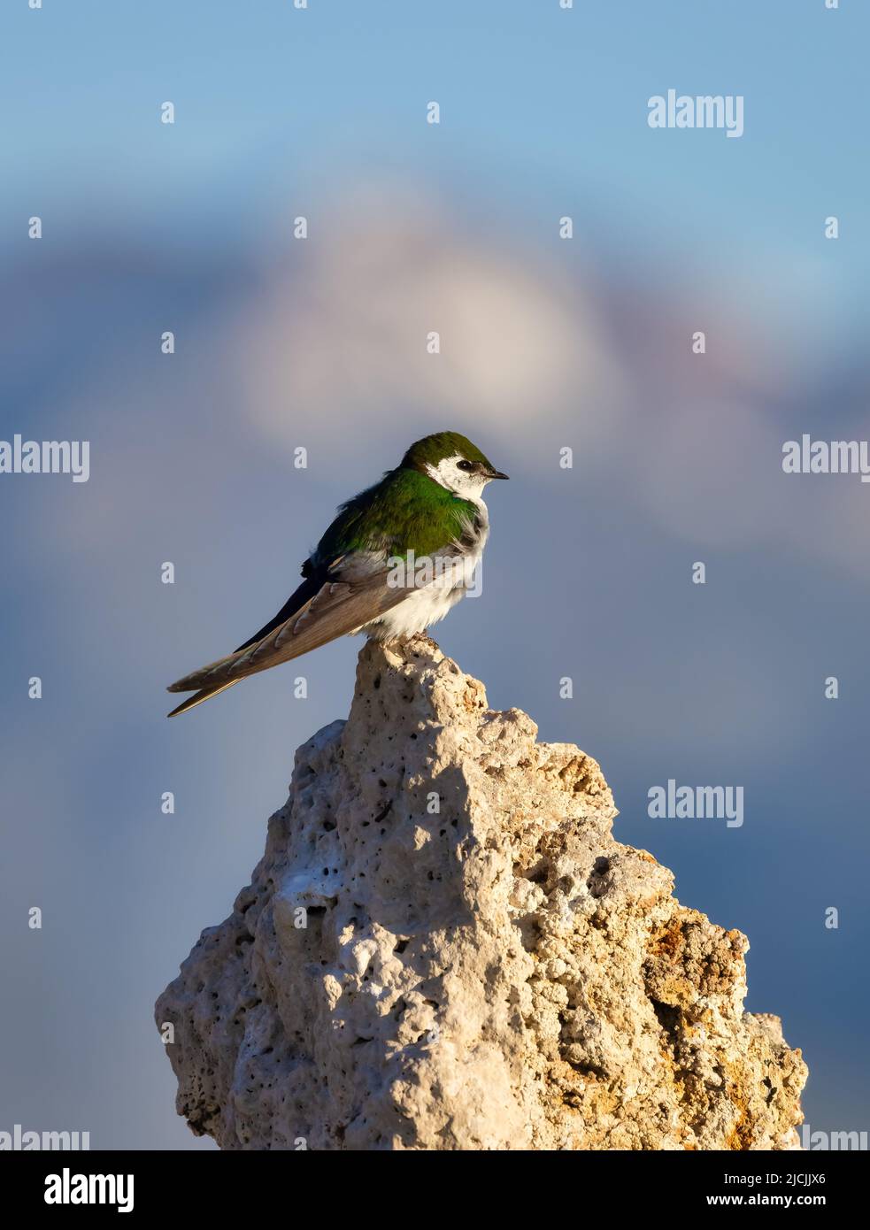 Mono lake bird hires stock photography and images Alamy