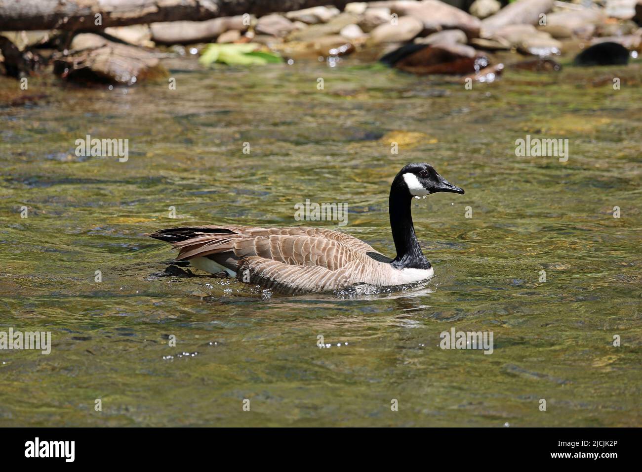 Canada goose on the river - Great Smoky Mountains NP, North Carolina Stock Photo