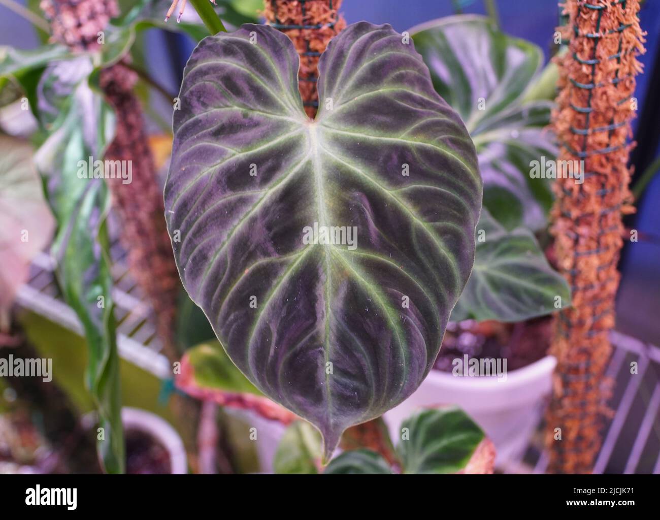 A beautiful leaf of Philodendron Verrucosum dark form, a popular houseplant  Stock Photo - Alamy
