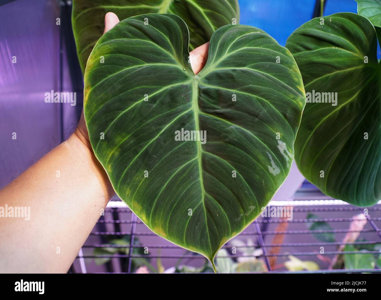 a coffee plant Buy Coffee Plants Online main image 0