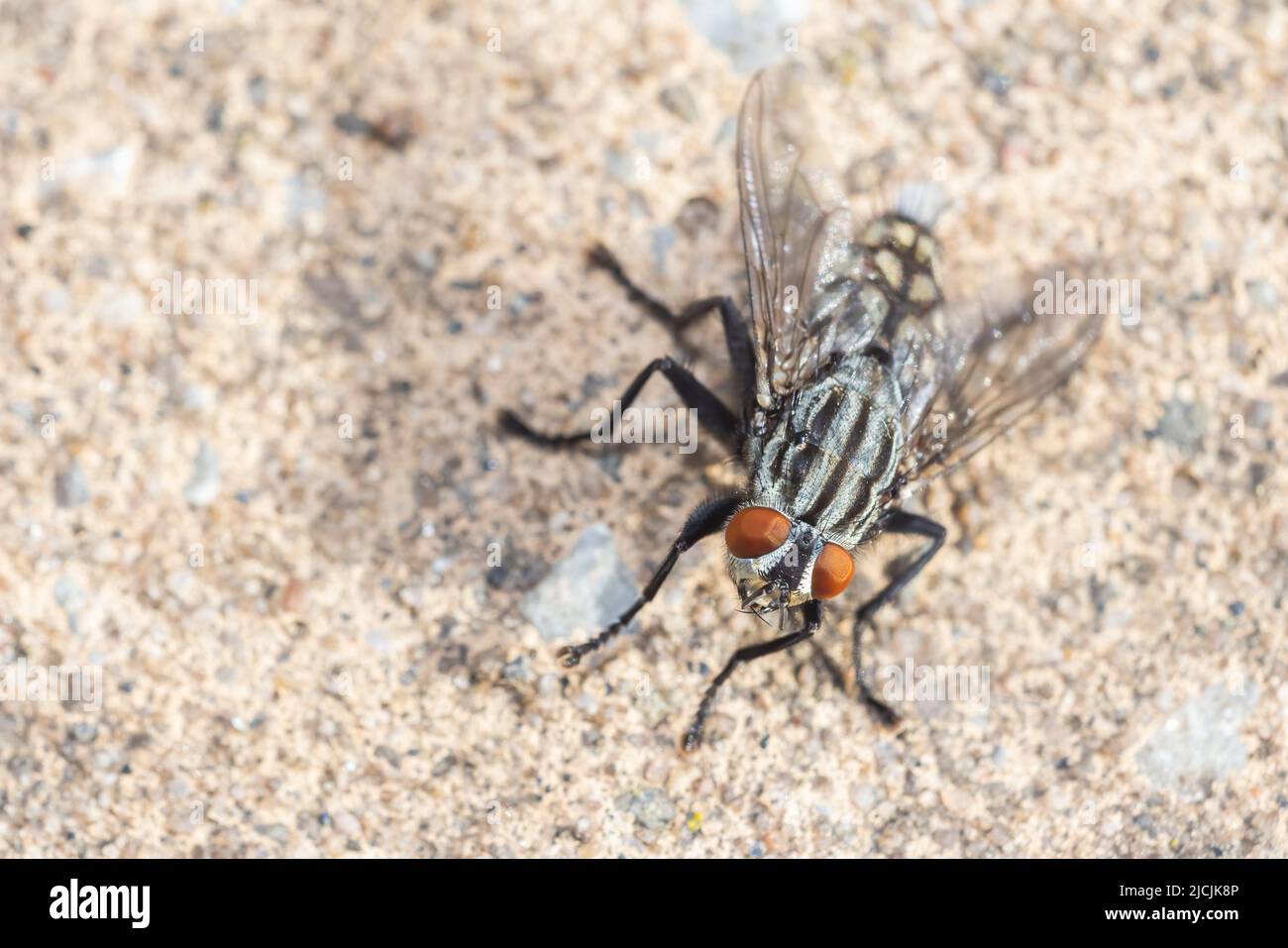 flesh fly in summer (Sarcophagidae) Stock Photo