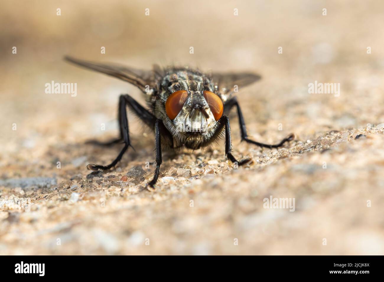 flesh fly in summer (Sarcophagidae) Stock Photo