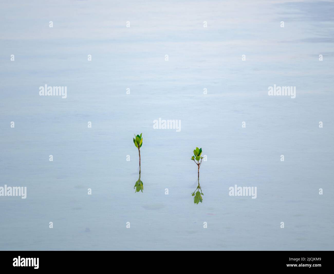 Mangrove on Water Surface Stock Photo