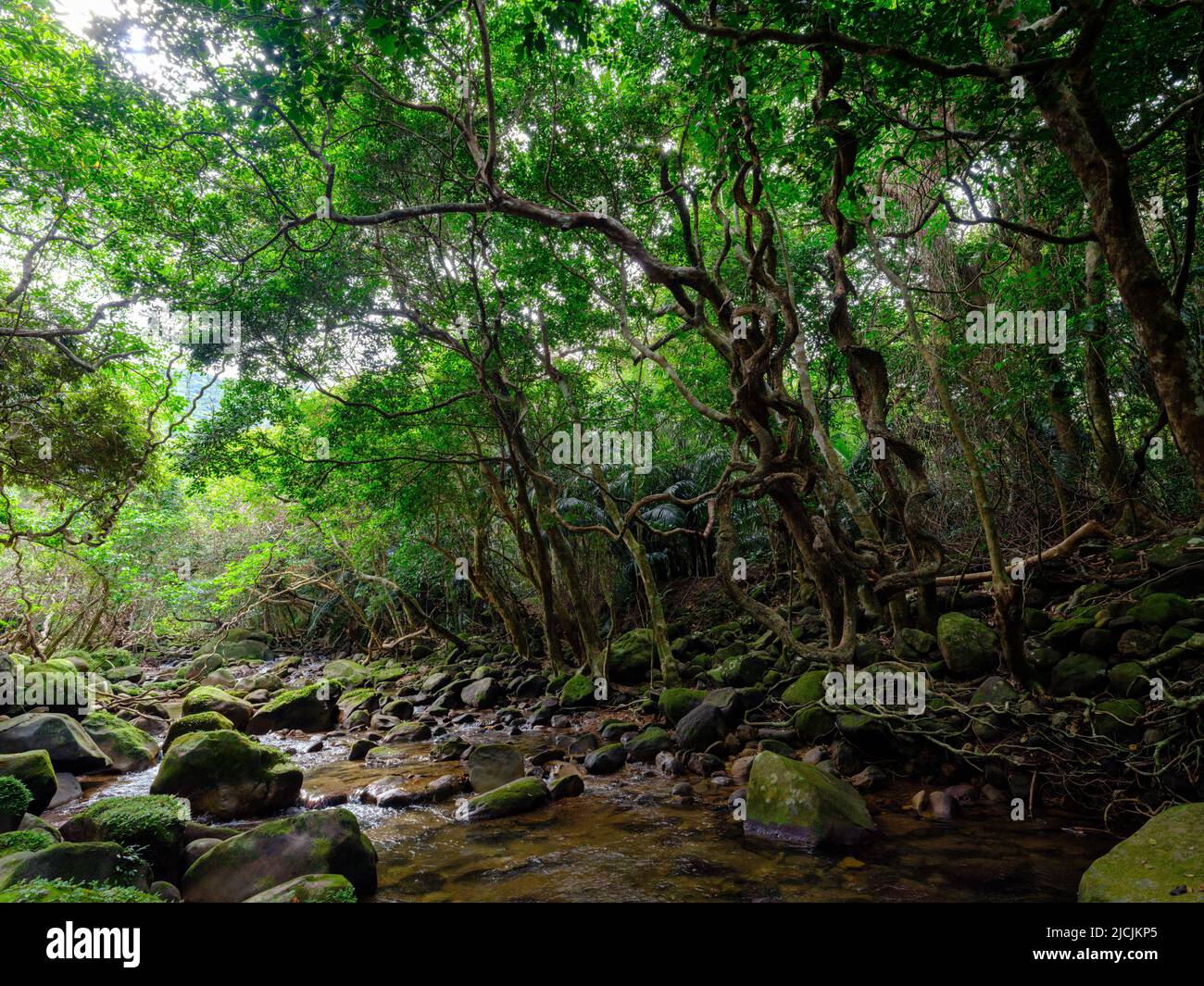 Jungle in Iriomote Island, Okinawa Prefecture, Japan Stock Photo