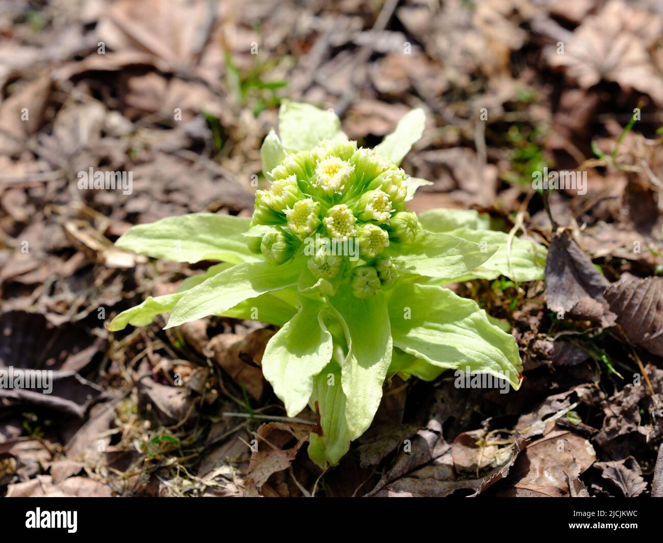 Japanese butterbur hi-res stock photography and images - Alamy