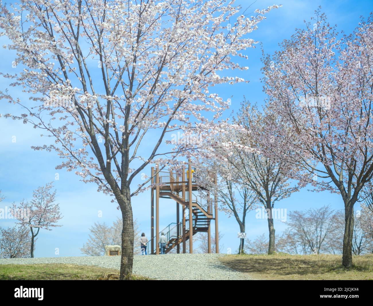 Cherry Blossoms in Hokkaido, Japan Stock Photo Alamy