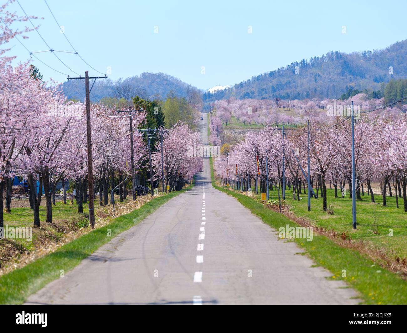 Cherry Blossom in Nakasatsunai Village, Hokkaido, Japan Stock Photo Alamy
