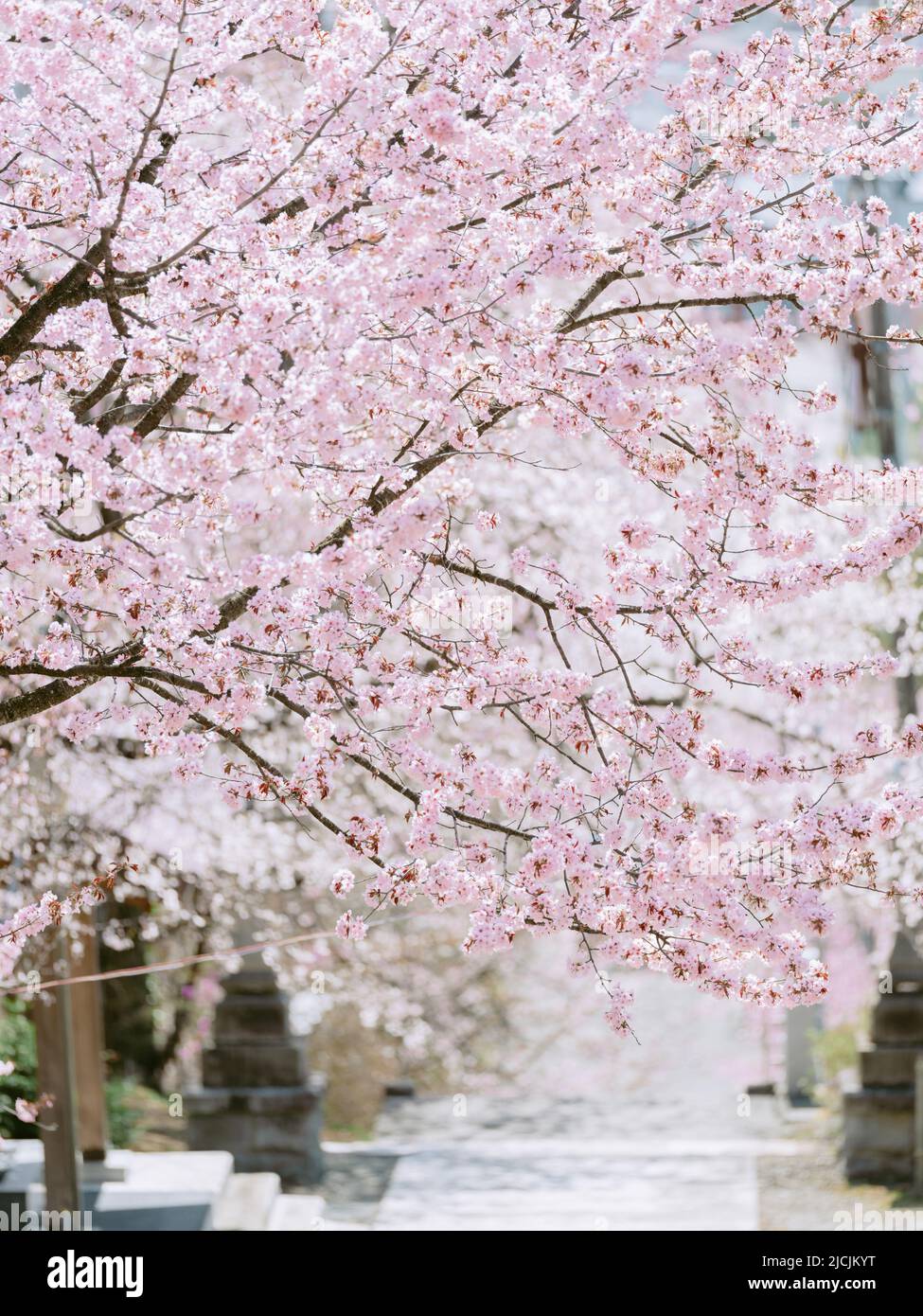Cherry blossom corridor hi-res stock photography and images - Alamy