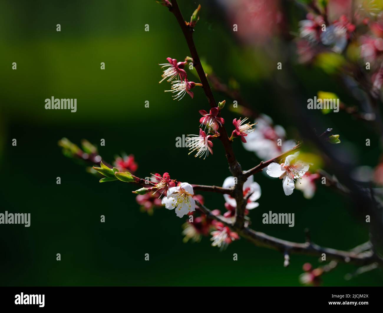 Set cherry blossom horizontal hi-res stock photography and images - Alamy