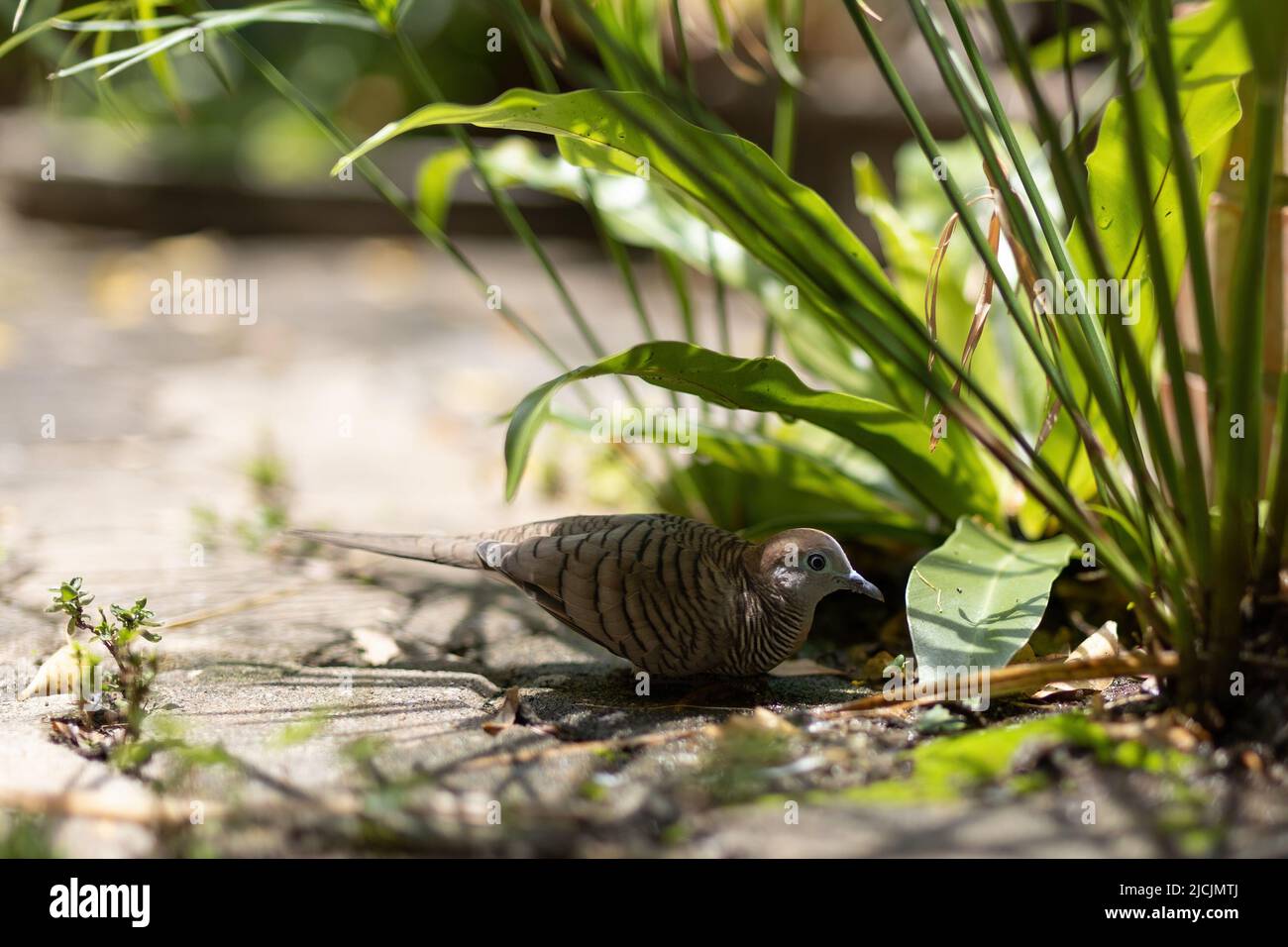 A close-up zebra dove was resting under a tree. Stock Photo