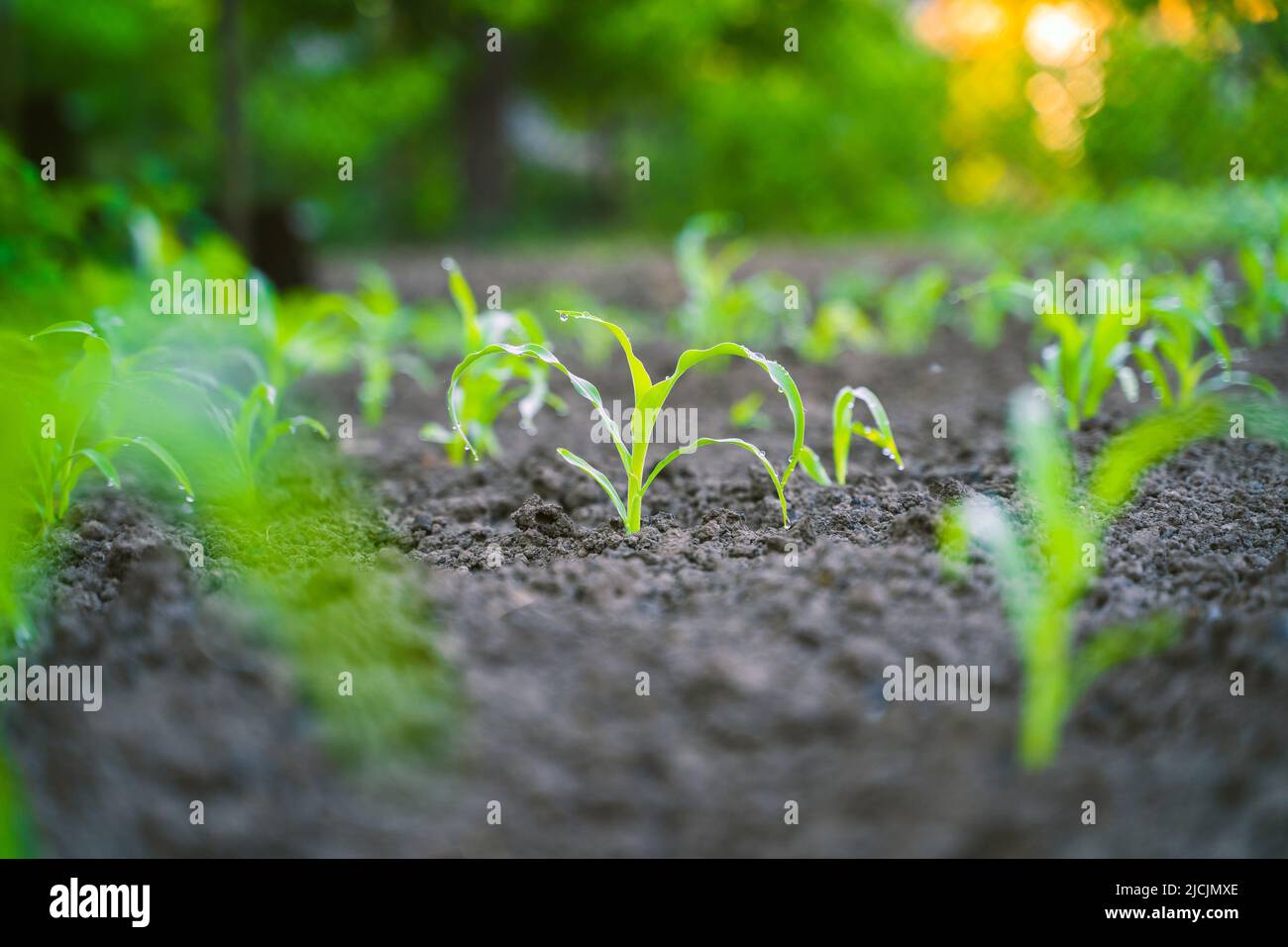 Garden bed with growing young corn sprouts Stock Photo Alamy