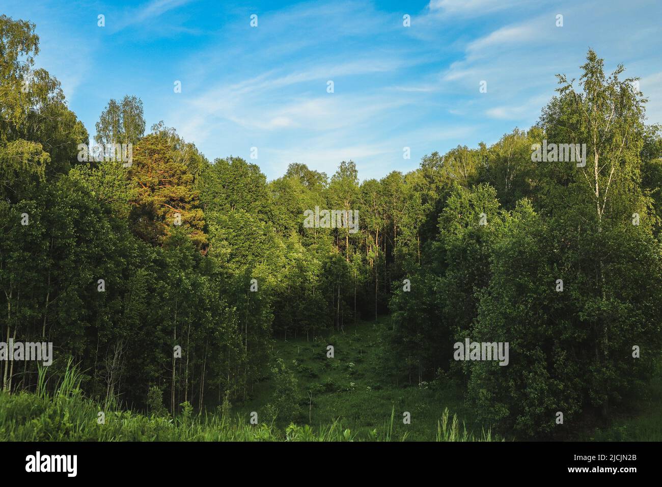 Beautiful forest scene in summer hi-res stock photography and images ...