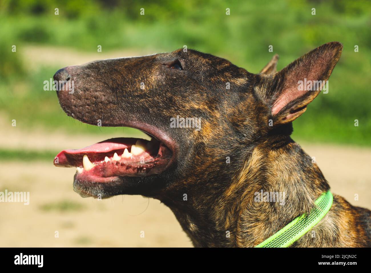 A young beautiful bull terrier in a brindle color Stock Photo
