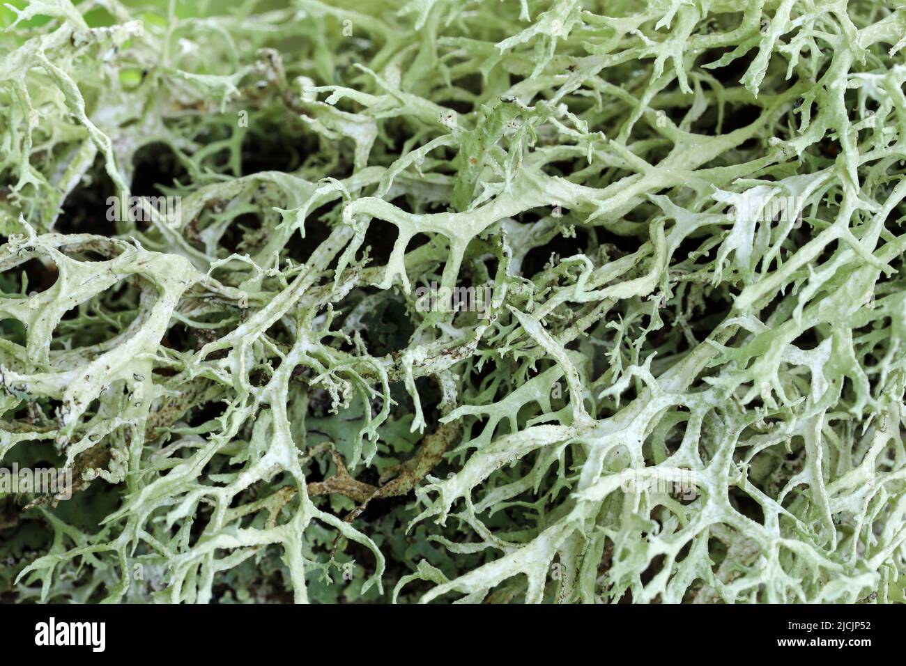 Oak moss Stock Photo