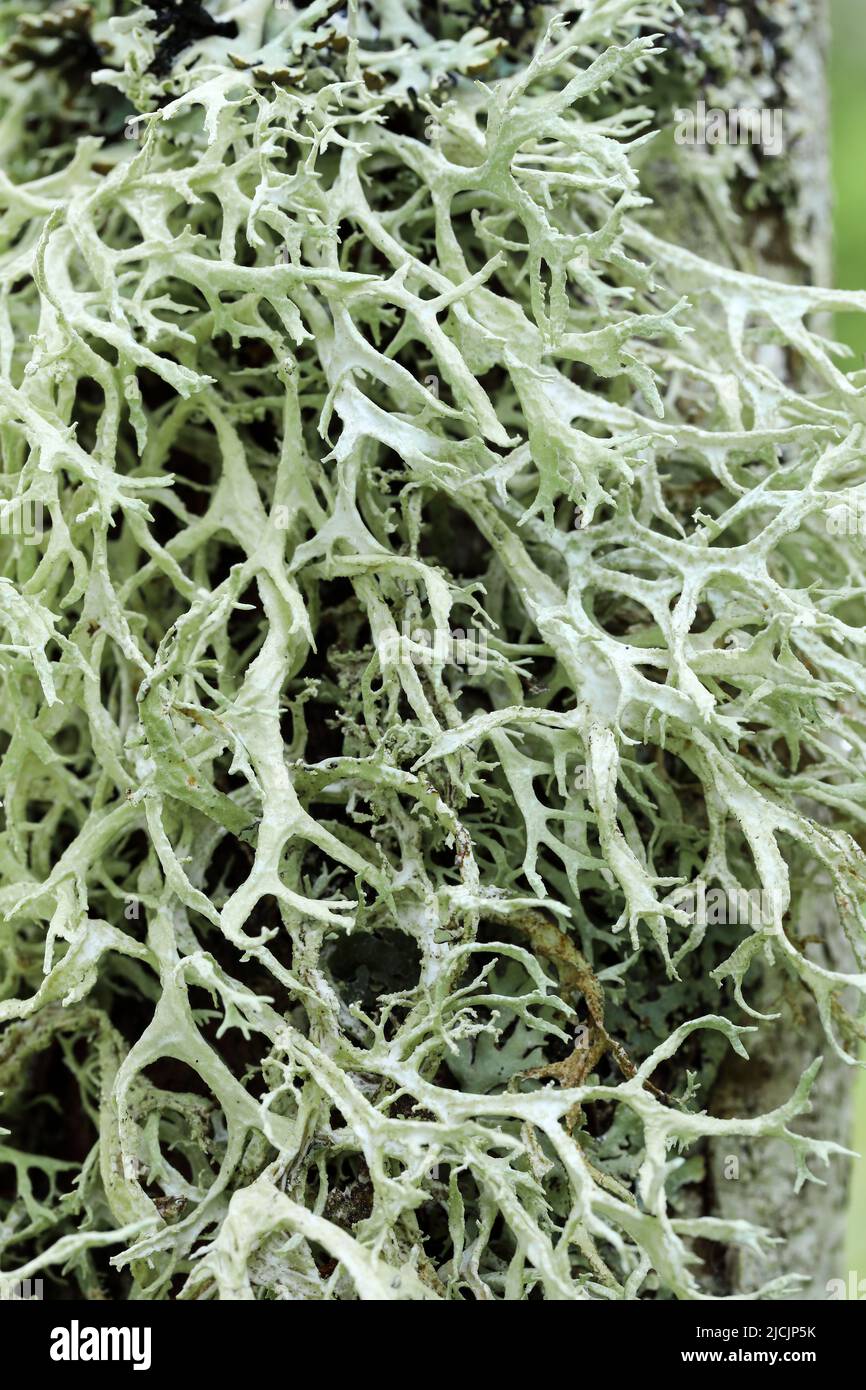 Oak moss Stock Photo