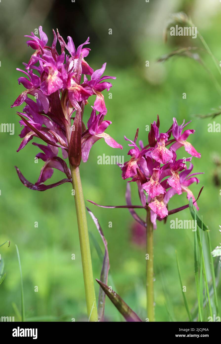 Elder-flowered orchid Stock Photo