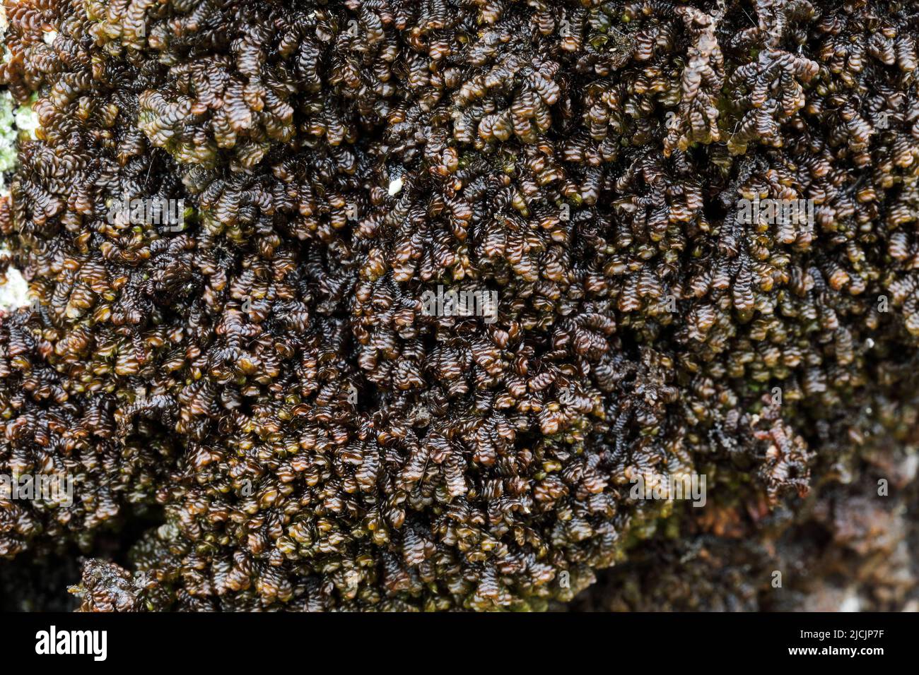 Dilated scalewort Stock Photo