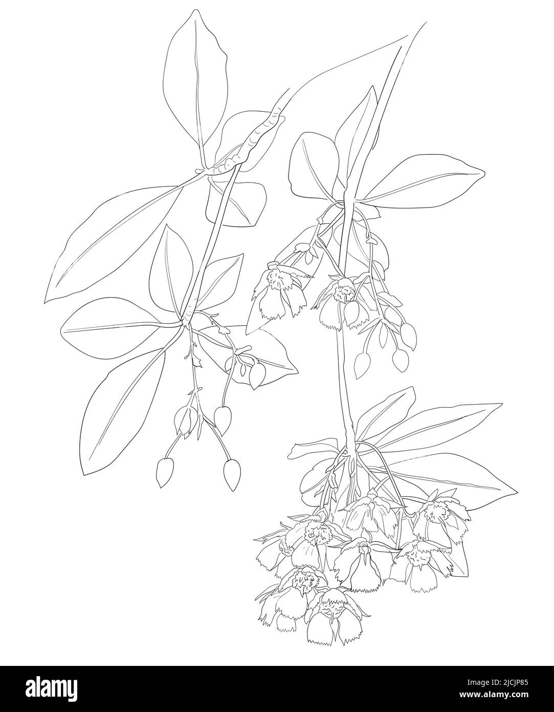 Drawing of Fairy Petticoat flower, vector illustration. Stock Vector