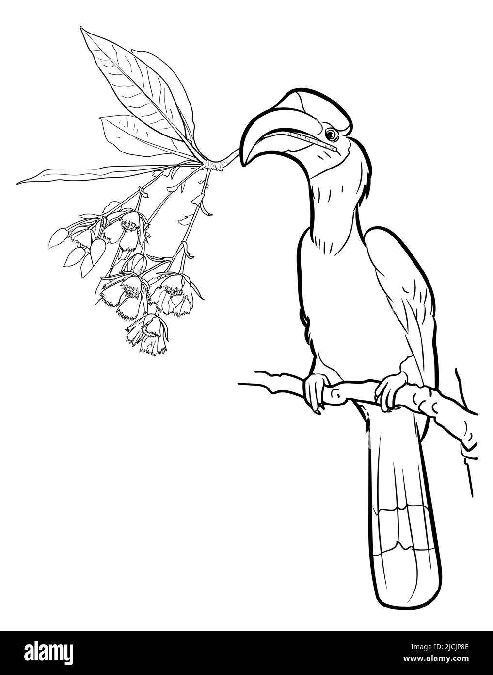 Drawing of Great hornbill bird hold Fairy Petticoat flower, vector illustration. Stock Vector